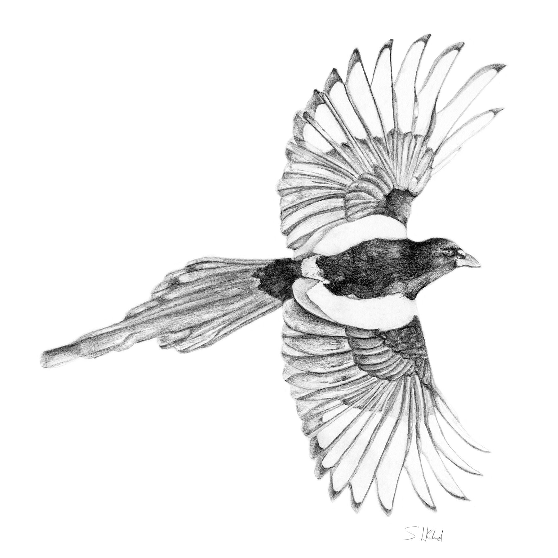 magpie drawing